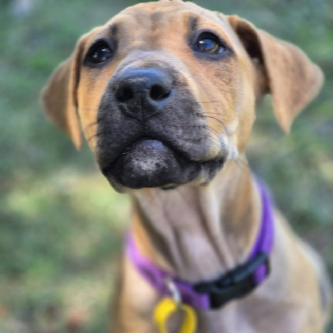 Photo of Macadamia Twist