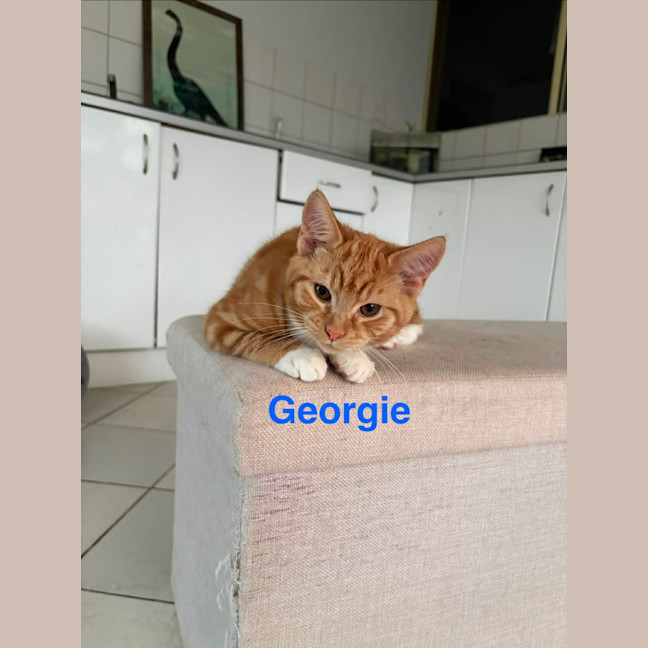 Photo of Georgie