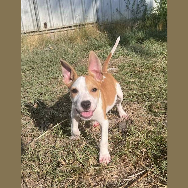 Photo of Honey (P13)