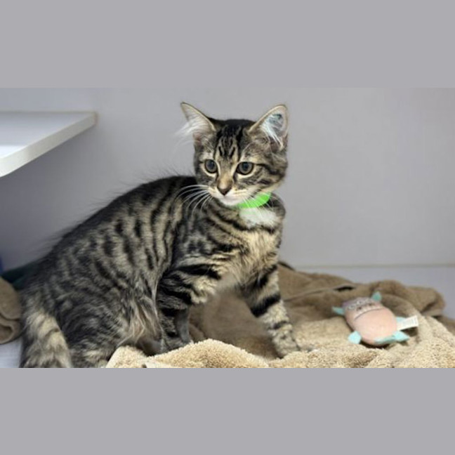 Photo of Tiger