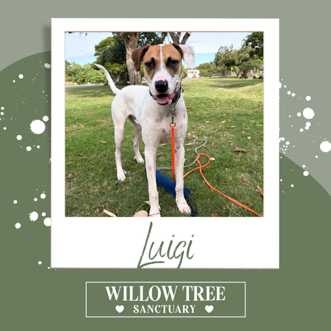 Photo of Luigi