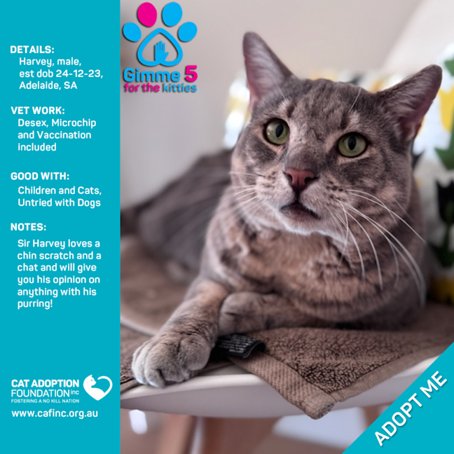 Photo of Harvey Only $50 Limited Time!