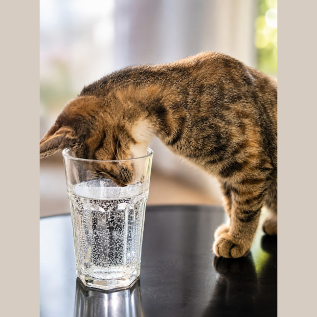Photo of Cosmo