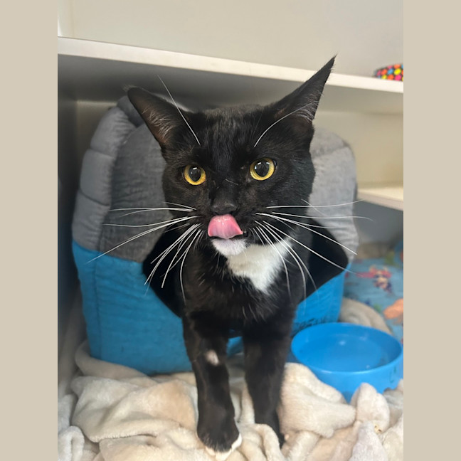 Photo of Loki