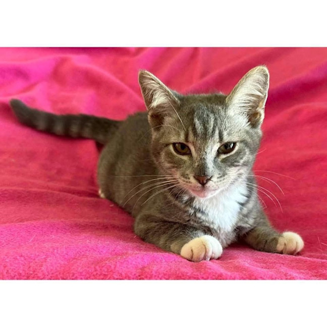 Photo of 12206   Scooter