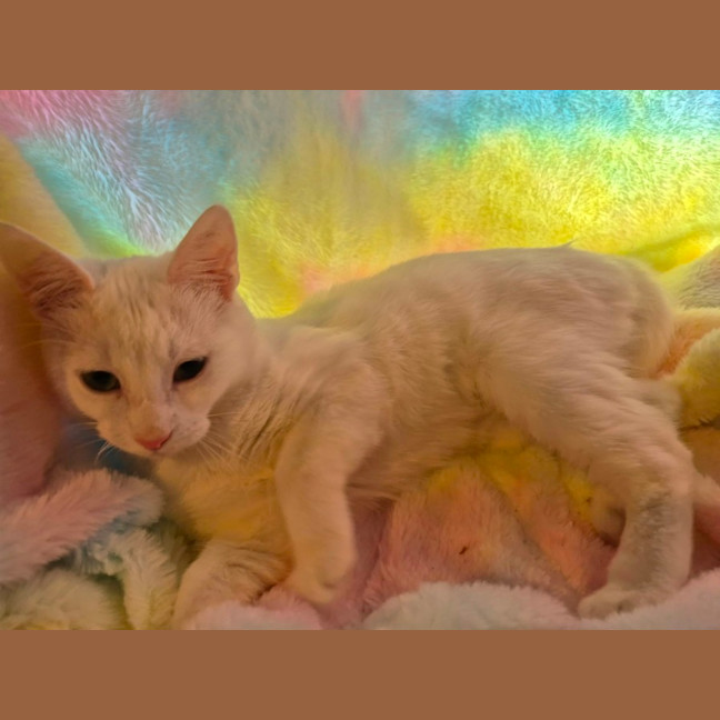 Photo of Marshmallow 
