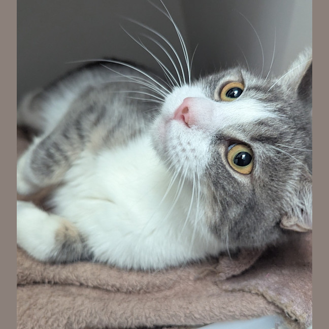 Photo of Muffin