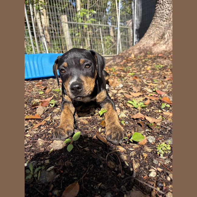 Photo of Tilly