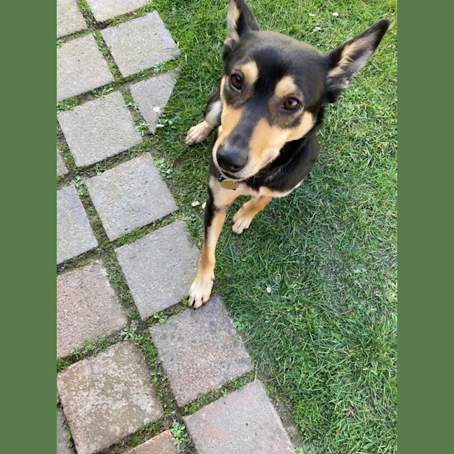Photo of Toxi