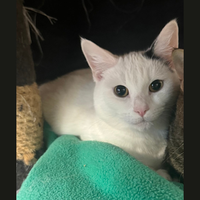 Photo of Harley