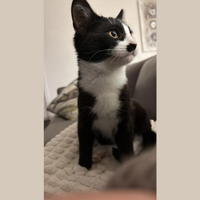 Photo of Socks