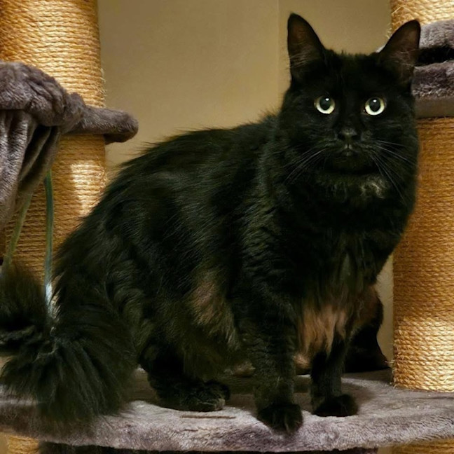 Photo of 9196   Banoffee Pie