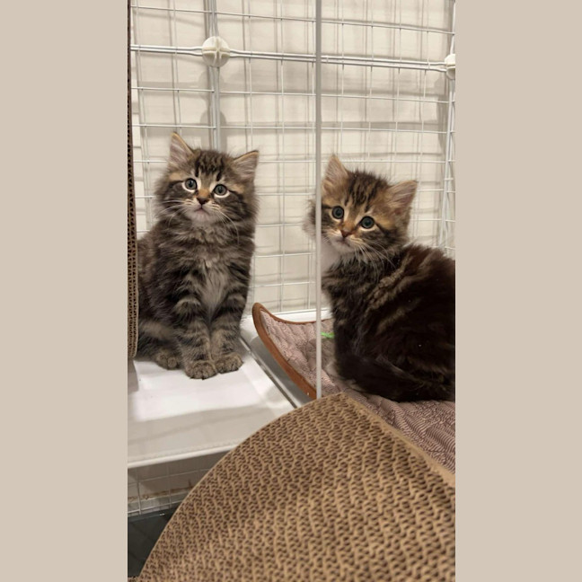 Photo of Lily