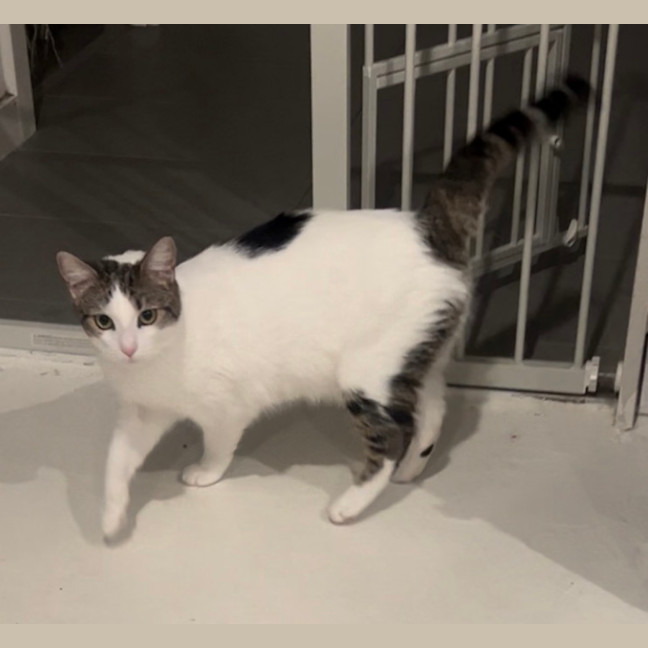 Photo of Horchata ( Cha Cha )