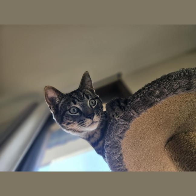 Photo of Oscar   Located In Boronia 