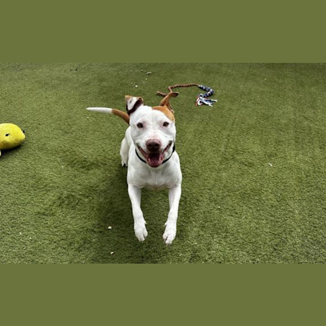 Photo of Roscoe