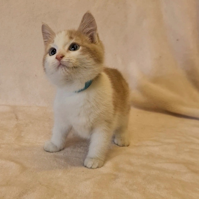 Photo of Hector