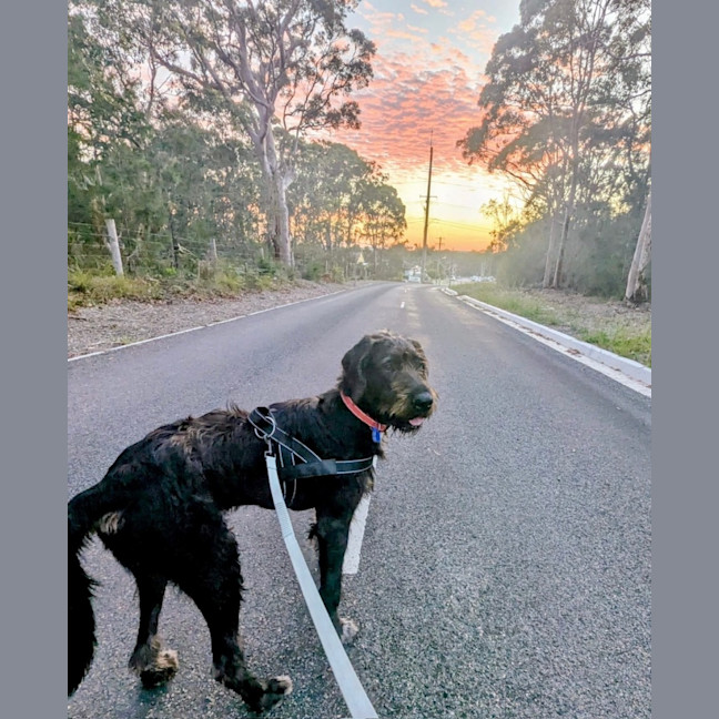 Photo of Stephen   9 Month Old Mixed Breed