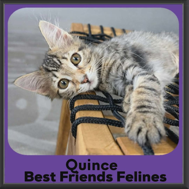 Photo of Quince