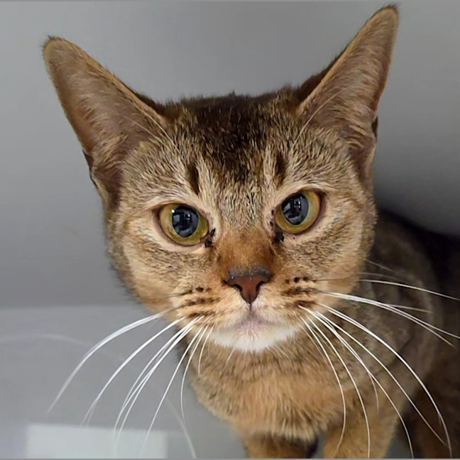 Photo of Cinnamon (Cinny)