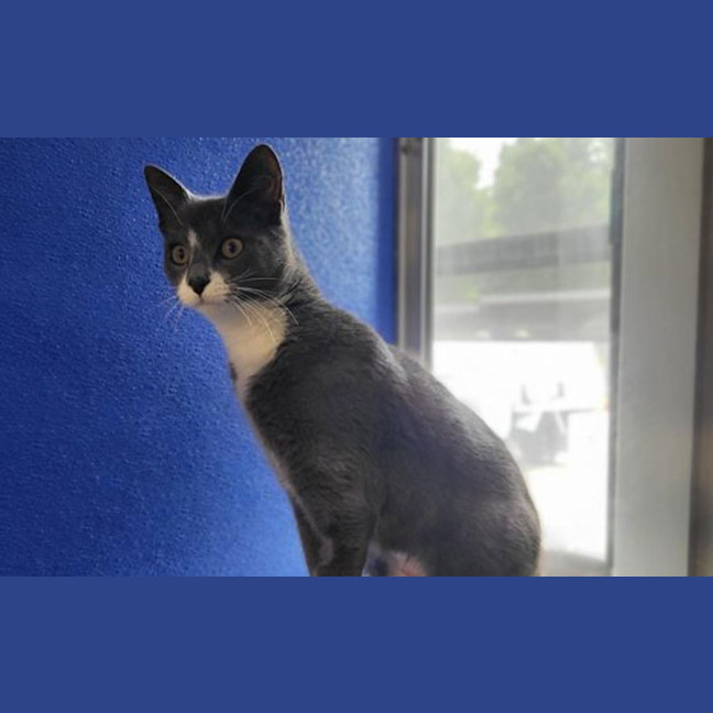 Photo of Purrsephone