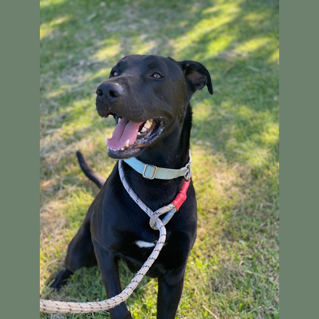Photo of Scooby