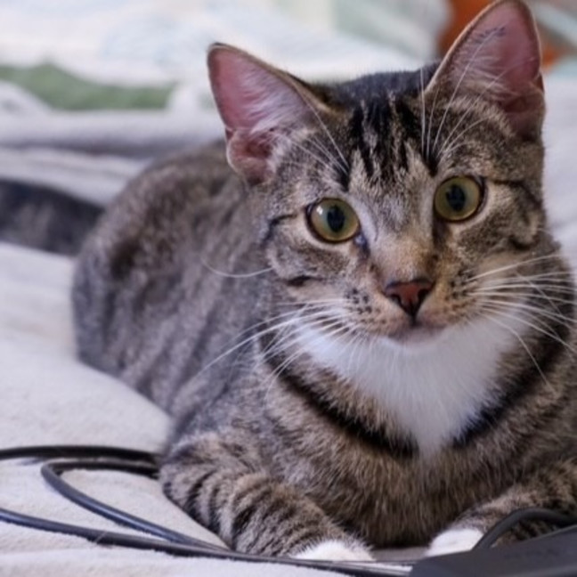 Photo of Benji