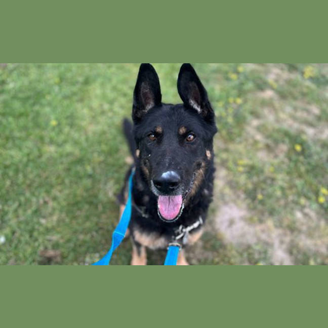 Photo of Rex