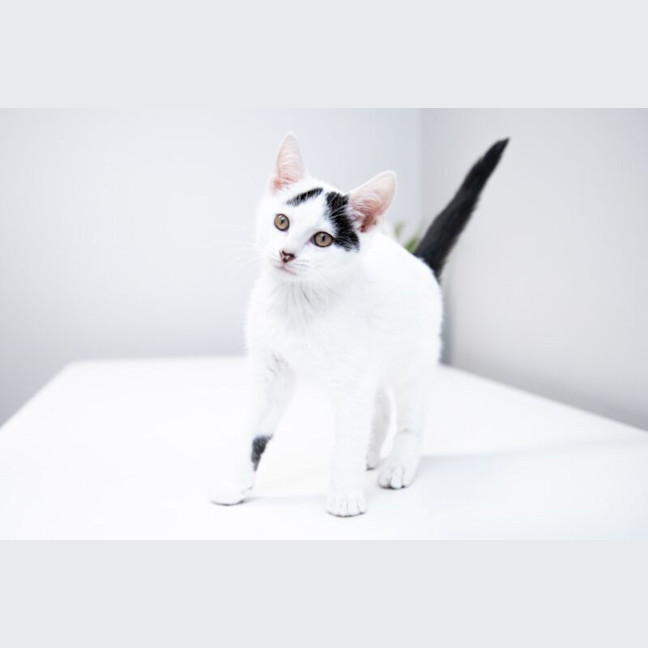 Photo of Cupid