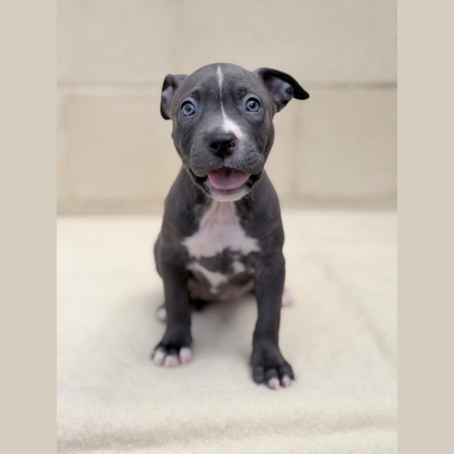 Photo of Ember