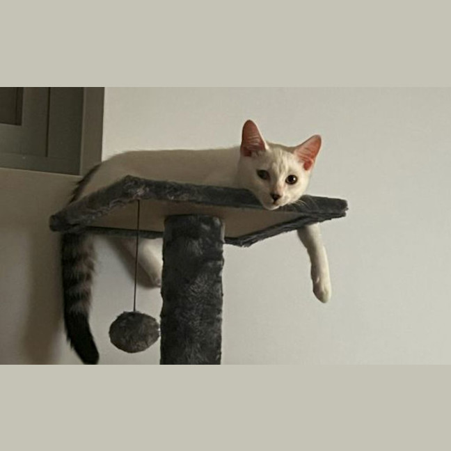 Photo of Whisper