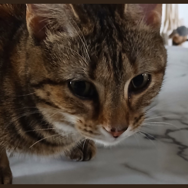 Photo of Critter   7 Month Old Domestic Short Hair