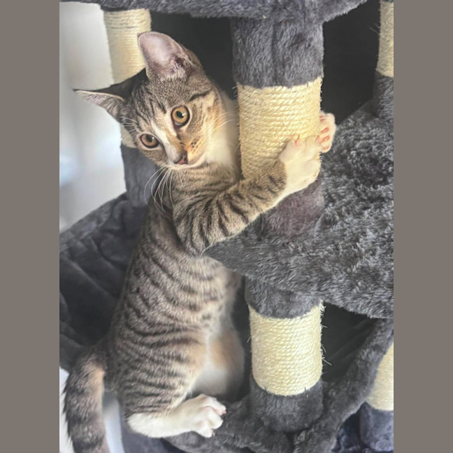 Photo of Jitterbug