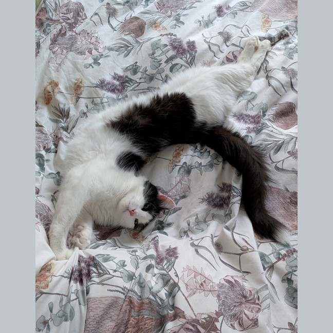 Photo of Noah