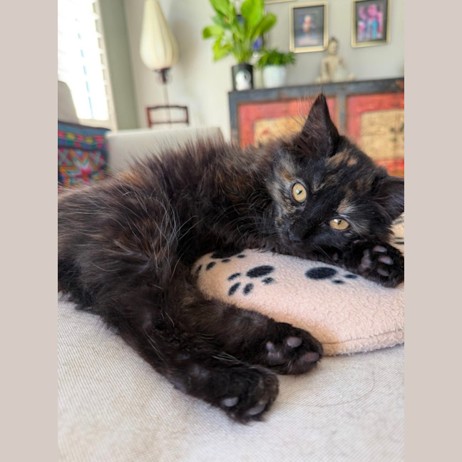 Photo of Tilly