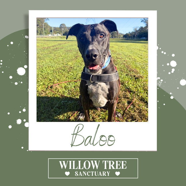 Photo of Baloo