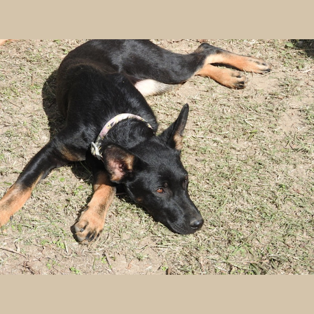 Photo of Xena The Puppy