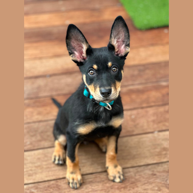 Photo of Timberglades