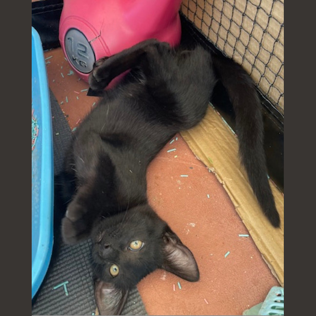 Photo of Loudmouth Magee