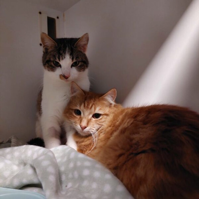 Photo of Sydney And Phoenix