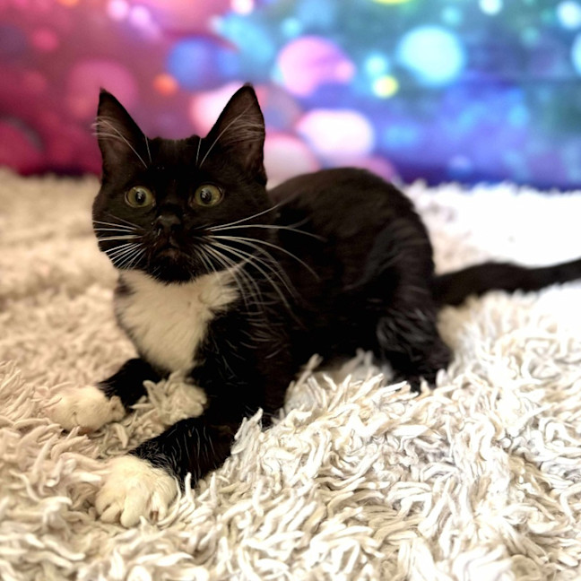 Photo of Violet   Located In East Brunswick 