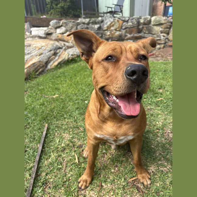 Photo of Red Dog