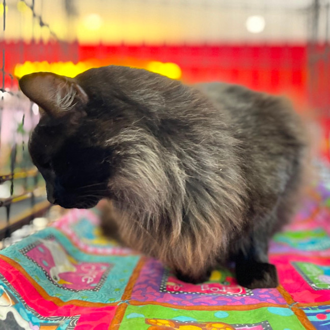 Photo of Odin