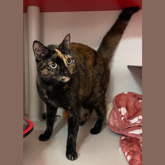 Photo of Gypsy