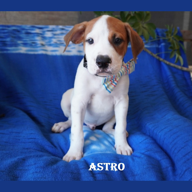 Photo of Astro