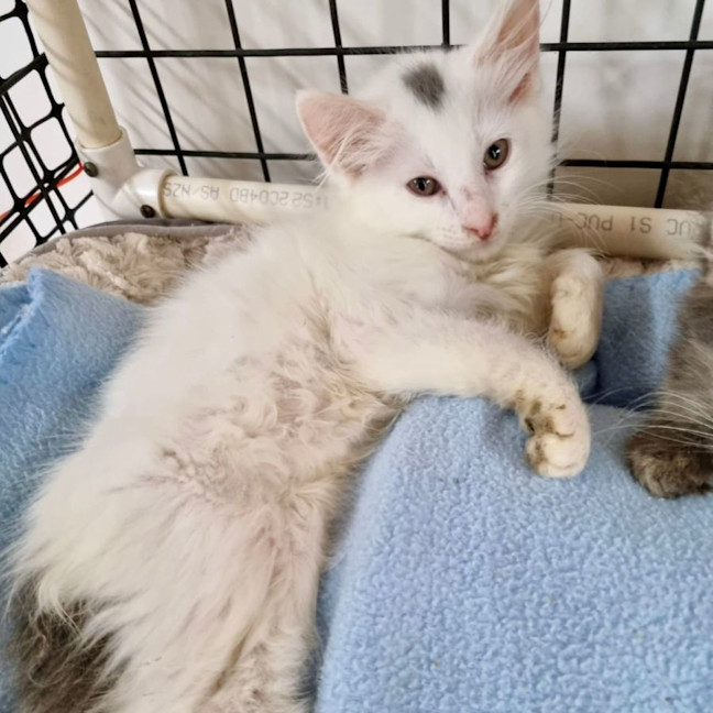 Photo of Captain Fantastic