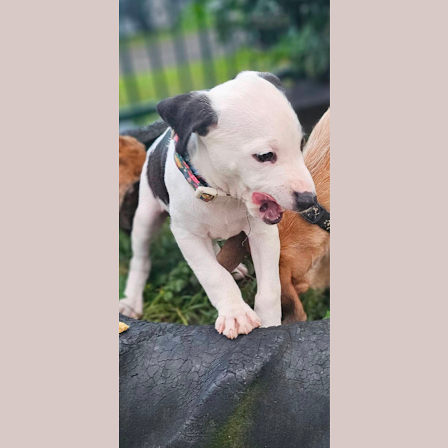Photo of Jewel