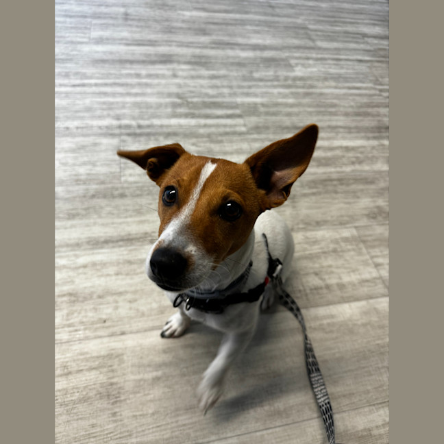 Photo of Sadie