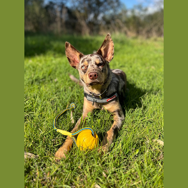 Photo of Shenzi