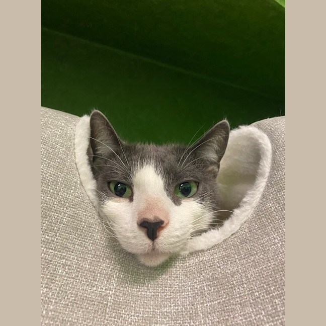 Photo of Bubbles (Bonded With Oreo)